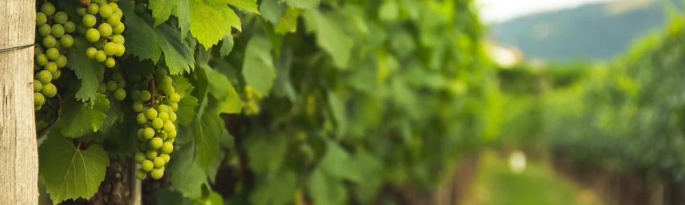 Explore 6 Italian Wine Styles
