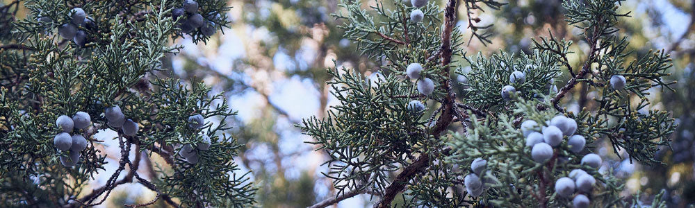 Gin 101 - A Crash Course In Juniper