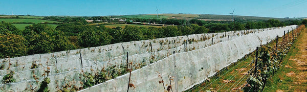 Cornish Wine From Vineyards In Cornwall