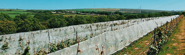 Cornish Wine From Vineyards In Cornwall