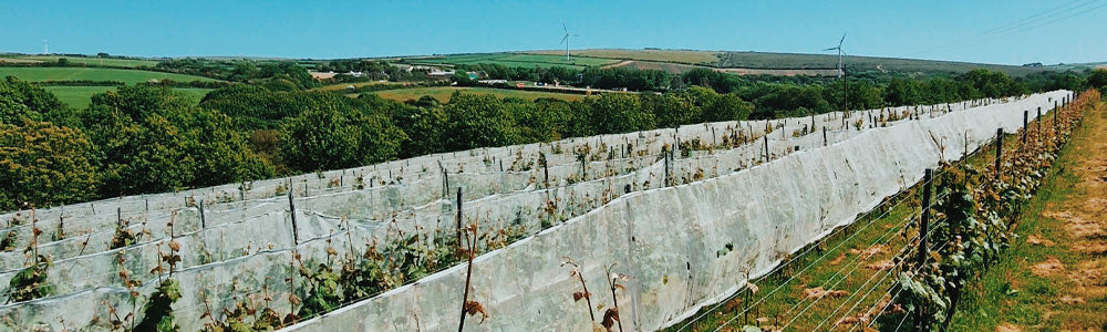 Cornish Wine From Vineyards In Cornwall
