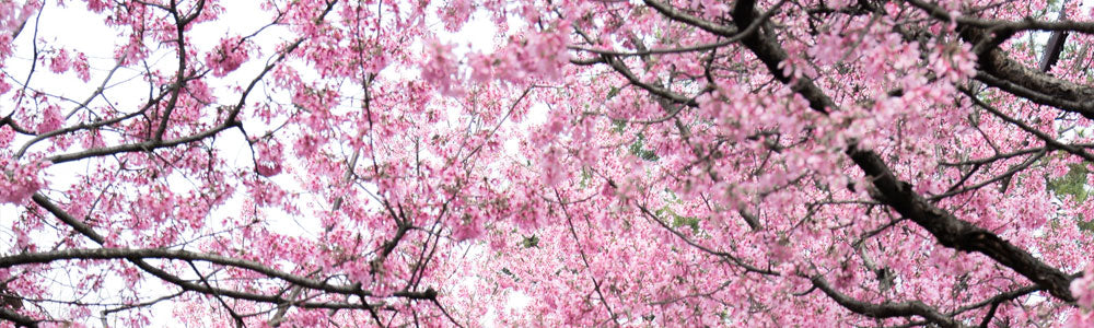 Fujikai Rare Japanese Whisky